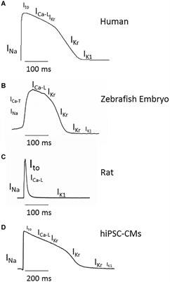 Adult and Developing Zebrafish as Suitable Models for Cardiac Electrophysiology and Pathology in Research and Industry